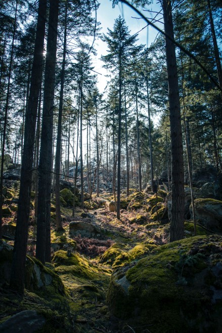 Items of interest for INSEAD students - Forest trails in Fontainebleau by Alexandre Debieve on Unsplash. 